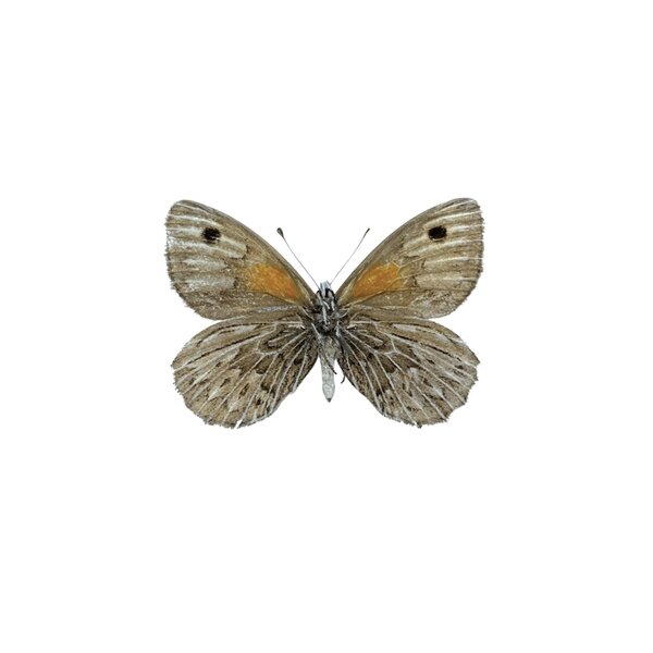 Argyrophorus aregenteus - down side