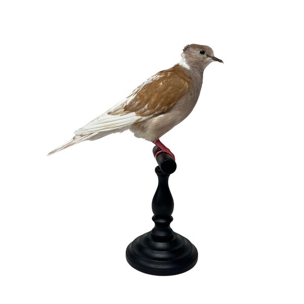 Mounted Barbary dove