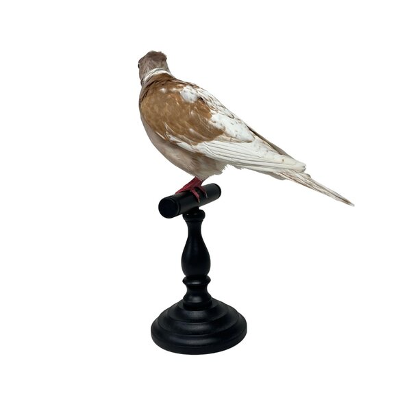 Mounted Barbary dove
