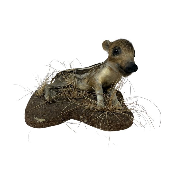 Wildschwein ferkel (liegend)