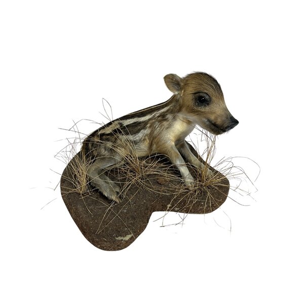 Mounted wild boar piglet (lying)