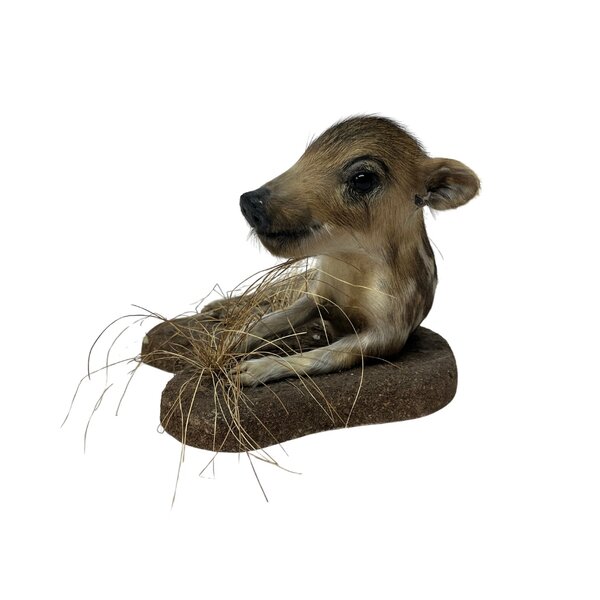 Mounted wild boar piglet (lying)