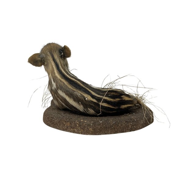 Mounted wild boar piglet (lying)