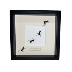 Camponotus gigas Sporn in schwarzem Rahmen 25x25cm
