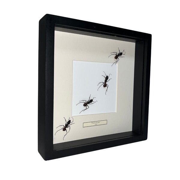 Camponotus gigas Sporn in schwarzem Rahmen 25x25cm