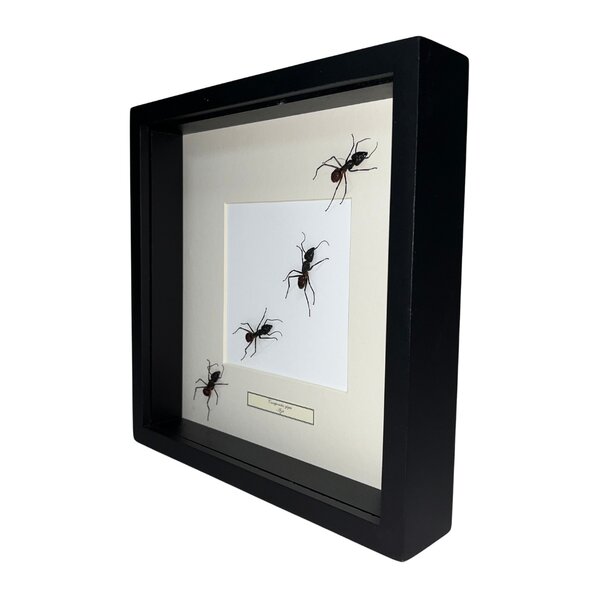 Camponotus gigas Sporn in schwarzem Rahmen 25x25cm