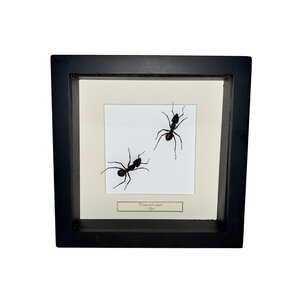 Camponotus gigas Sporn in schwarzem Rahmen 16x16cm