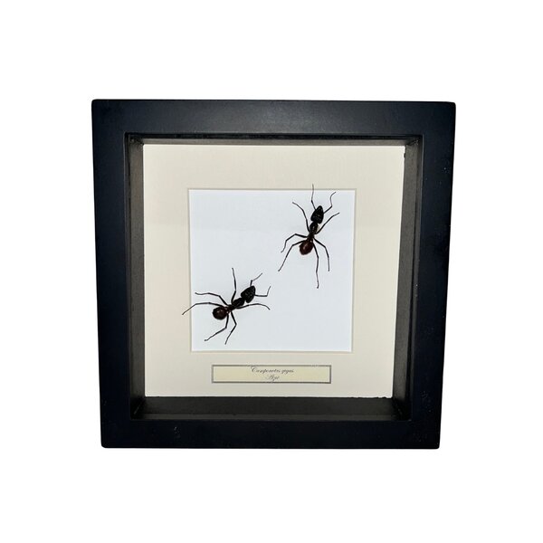 Camponotus gigas Sporn in schwarzem Rahmen 16x16cm