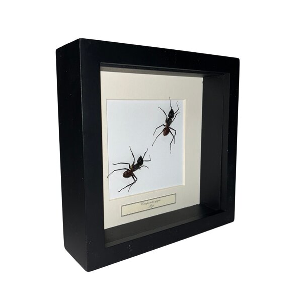 Camponotus gigas trail in black frame 16x16cm