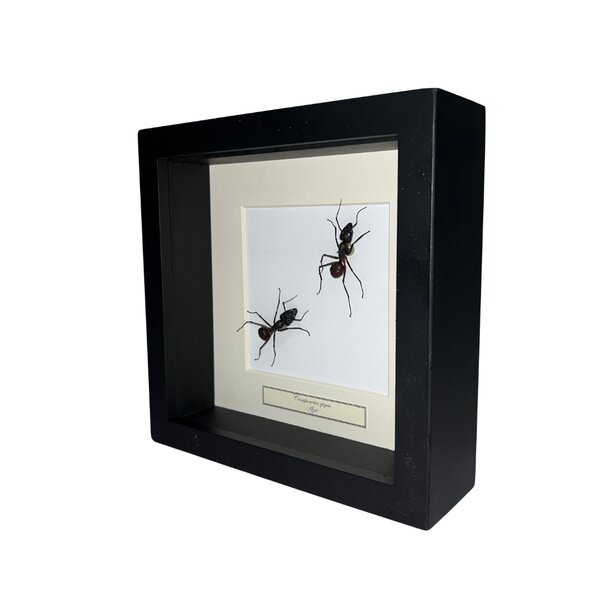 Camponotus gigas Sporn in schwarzem Rahmen 16x16cm