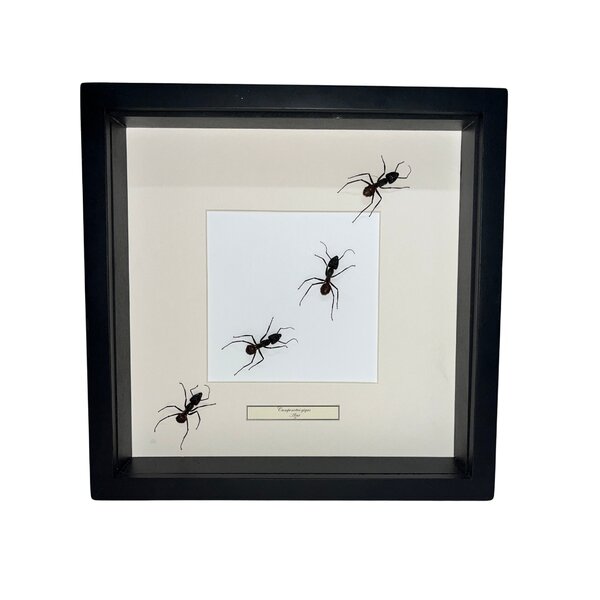 Camponotus gigas Sporn in schwarzem Rahmen 25x25cm