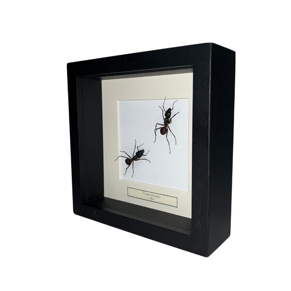 Camponotus gigas Sporn in schwarzem Rahmen 16x16cm