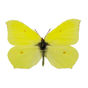 Gonepteryx farinosa - Powdered Brimstone