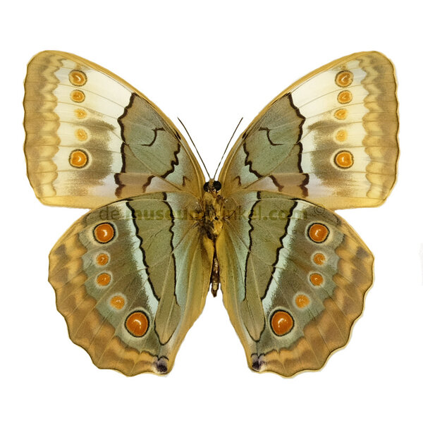 Stichophthalma louisa siamensis - onderkant