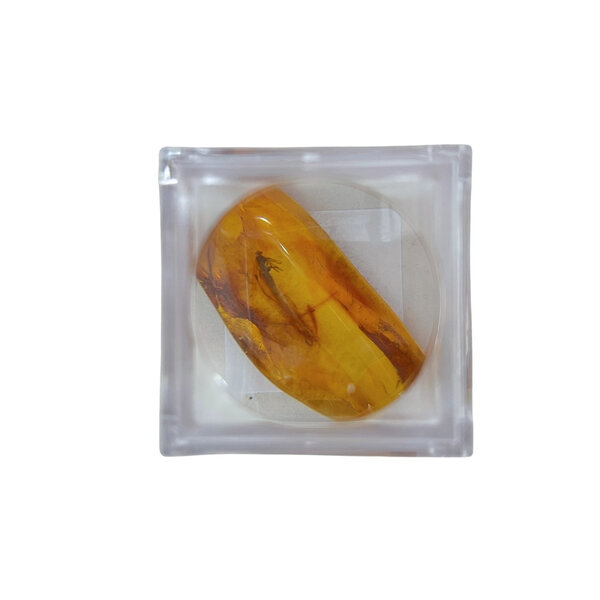 Baltic Amber with insects in box
