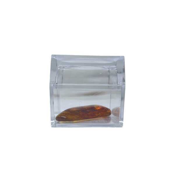Baltic Amber with insects in box