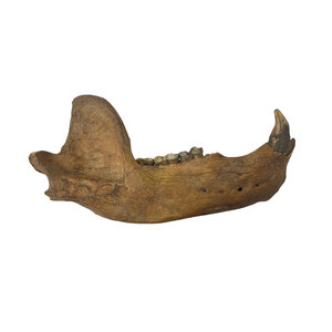 Fossiel Holenbeer kaak (B)