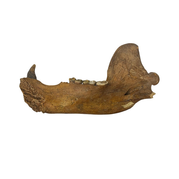 Fossil Cave bear jaw (B)