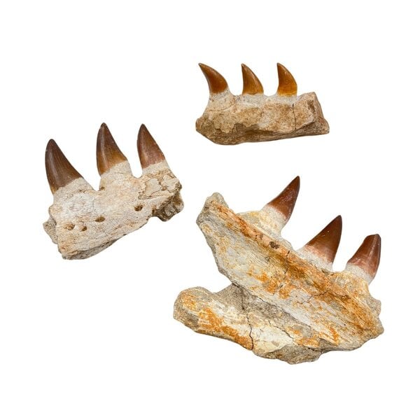 Mosasaurus jaw