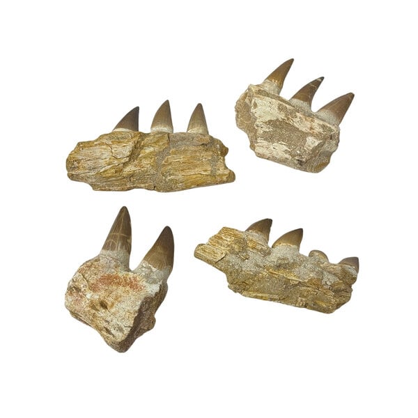 Mosasaurus jaw
