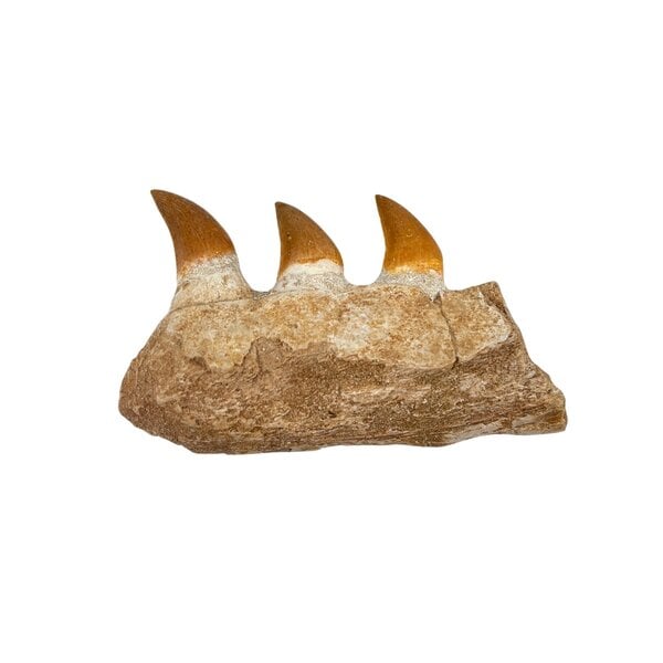 Mosasaurus jaw