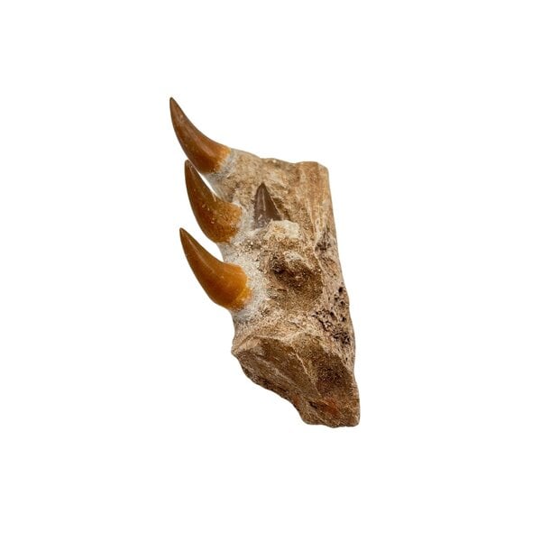 Mosasaurus jaw