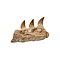 Mosasaurus jaw