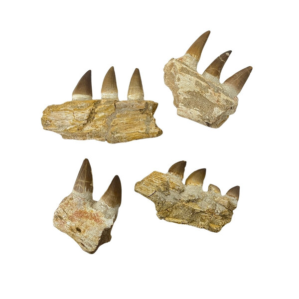 Mosasaurus jaw