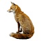 Mounted fox (sitting)