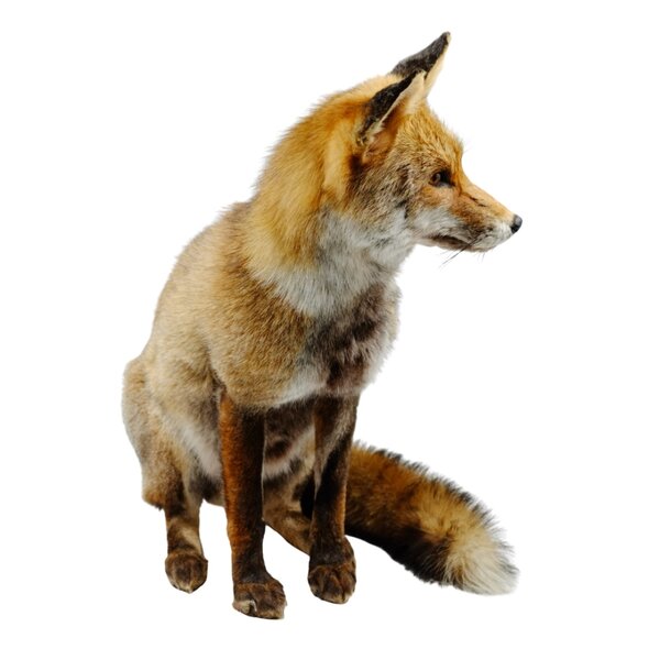 Mounted fox (sitting)