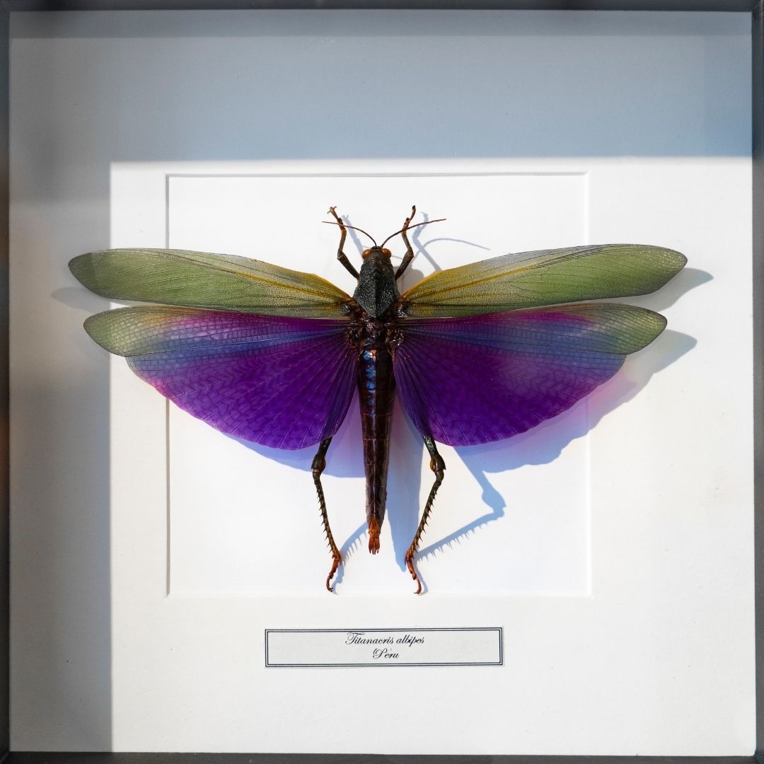 Opgezette sprinkhaan