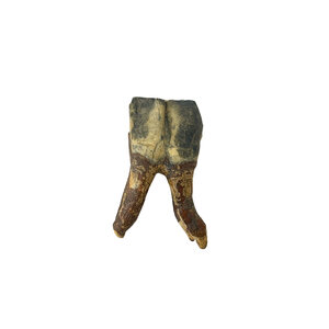 Fossil Molar Woolly rhinoceros