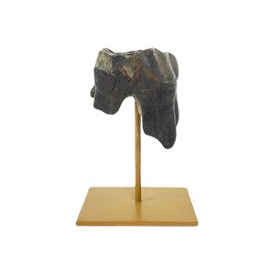 Fossil Molar Woolly rhinoceros on golden base