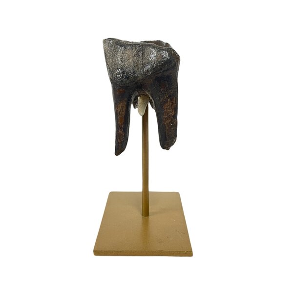 Fossil Molar Woolly rhinoceros on golden base