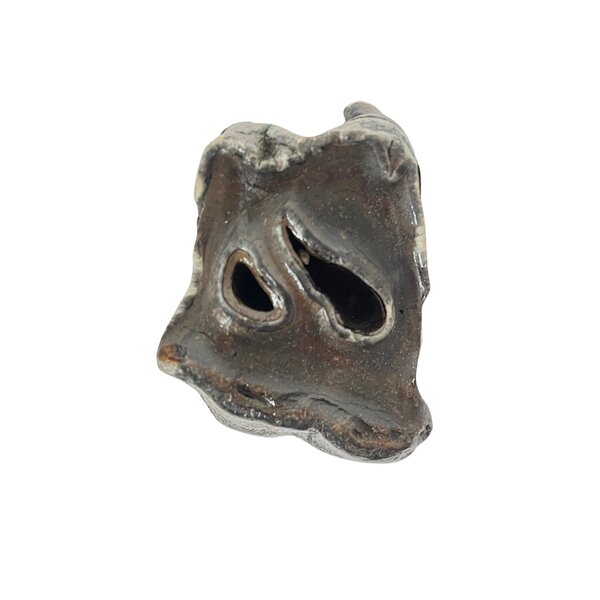 Fossil Molar Woolly rhinoceros on golden base