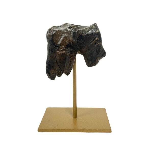 Fossil Molar Woolly rhinoceros on golden base