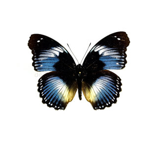 Hypolimnas salmacis unpräpariert