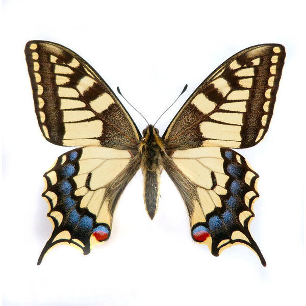 Papilio machaon - Schwalbenschwanz