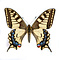Papilio machaon - Old World swallowtail