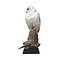 Mounted Snowy Owl