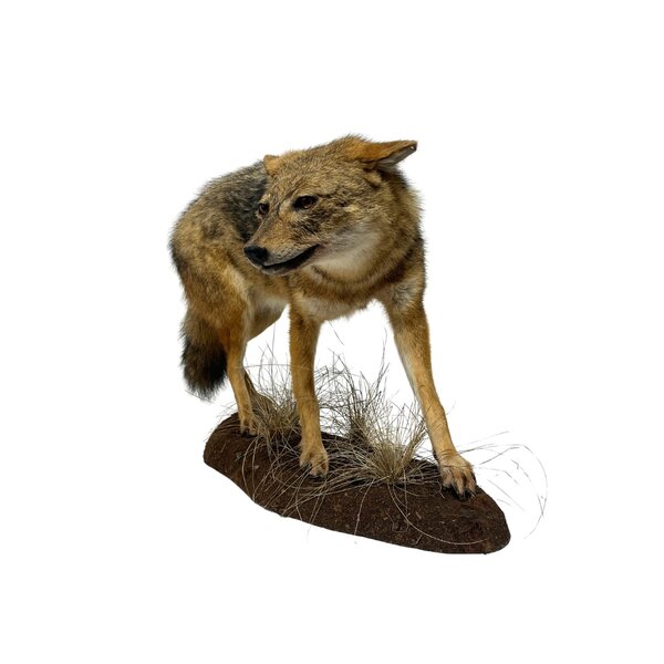 Opgezette Goudjakhals (A)