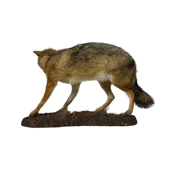 Mounted Golden jackal (A)