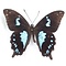 Papilio epiphorbas