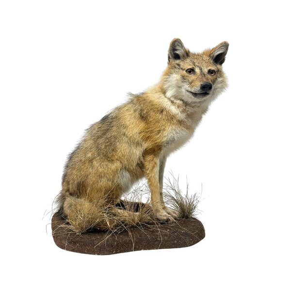 Mounted Golden jackal (B)