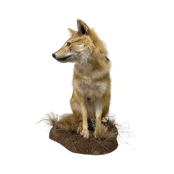 Mounted Golden jackal (B)