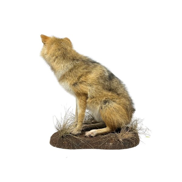 Opgezette Goudjakhals (B)