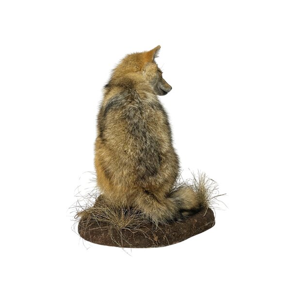 Opgezette Goudjakhals (B)