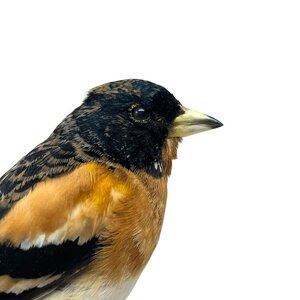 Mounted Brambling