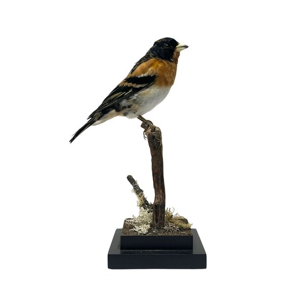 Ausgestopfter Bergfink