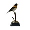 Mounted Brambling